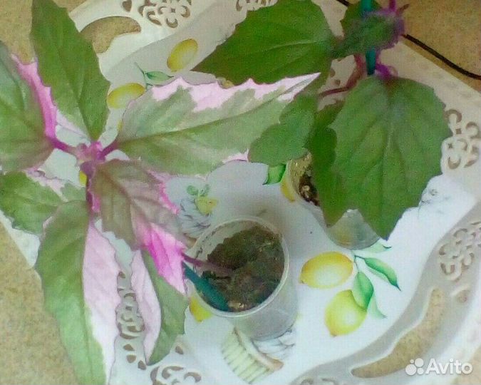 Гинура вариегатная сингониумы