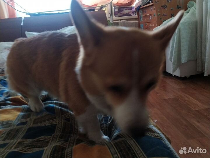 Вельштерьер