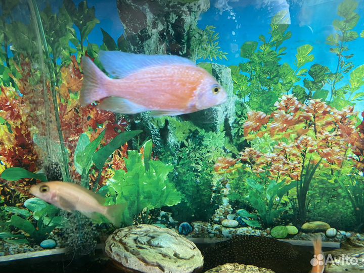 Рыбки,Орхидея