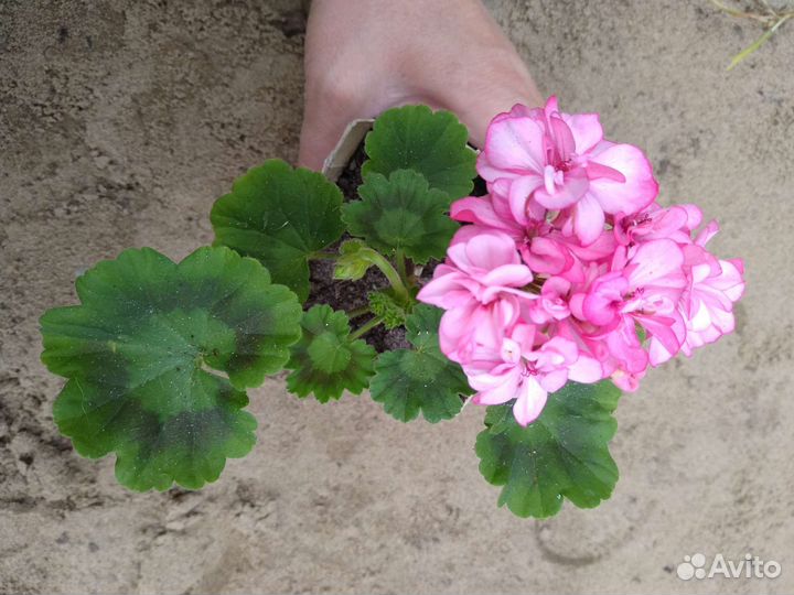 Пеларгония герань