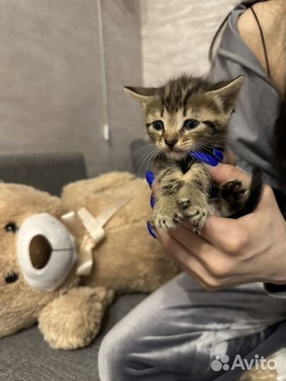Кошки