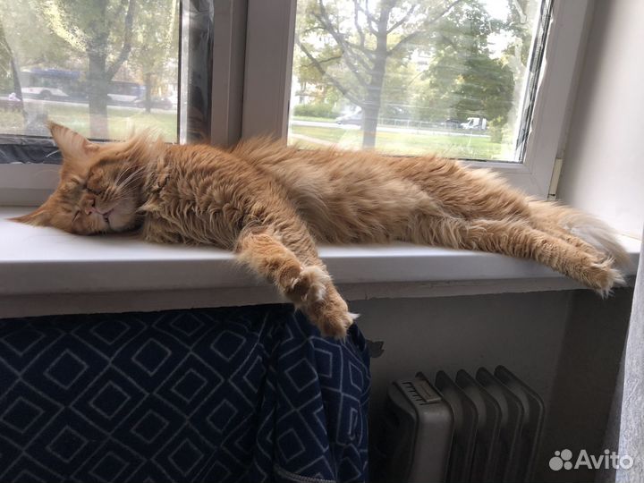 Кот мейн-кун вязка