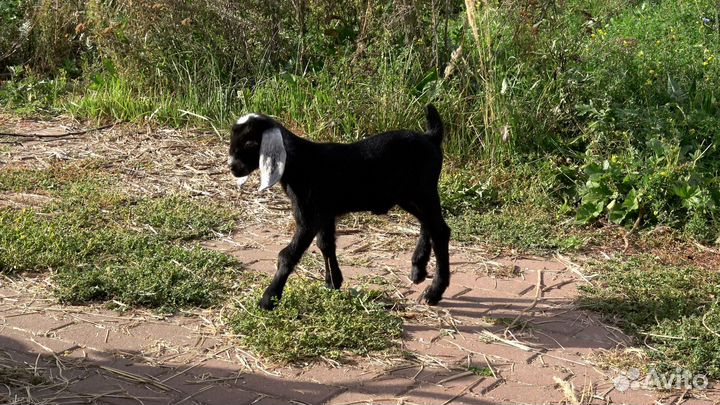 Англо-нубийские козлик и козочка