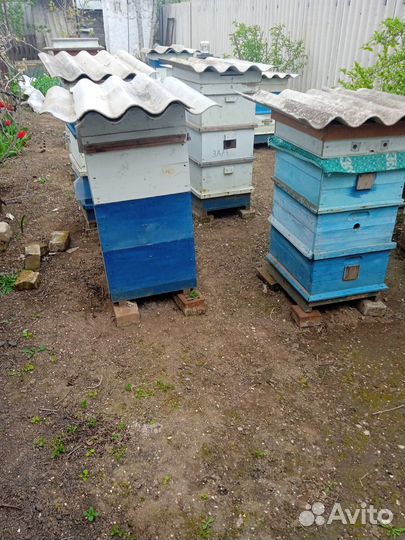 Продам пасеку
