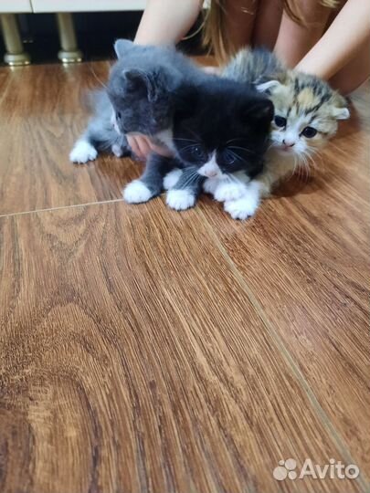 Котята