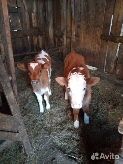 Продам телят