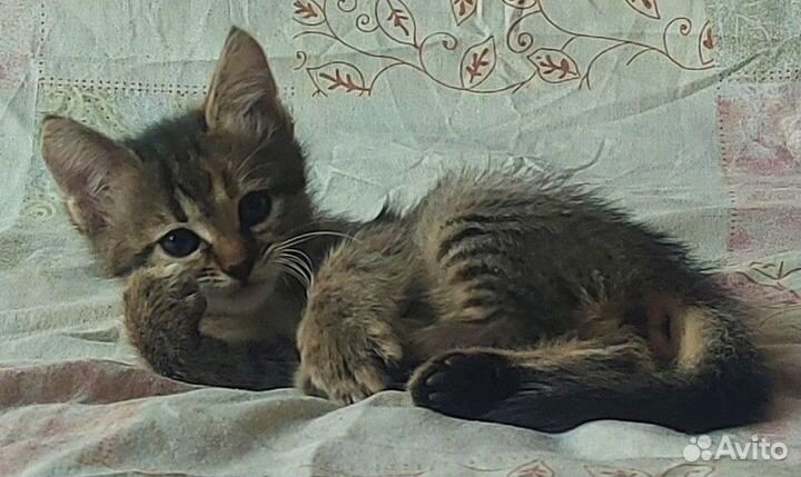 Трехцветная кошечка 2 месяца