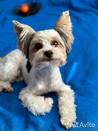 Йоркширский терьер бивер вязка