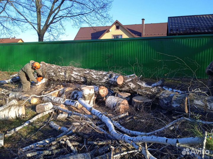 Спил деревьев