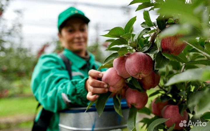 Сборщик яблок вахта