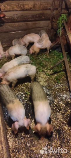 Поросята