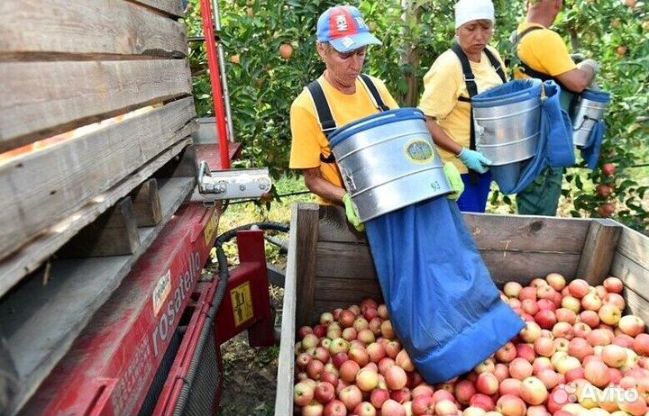 Работа Сборщиком яблок