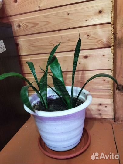 Щучий хвост маленький