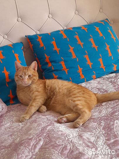Рыжий котик