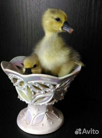 Гусята домашние