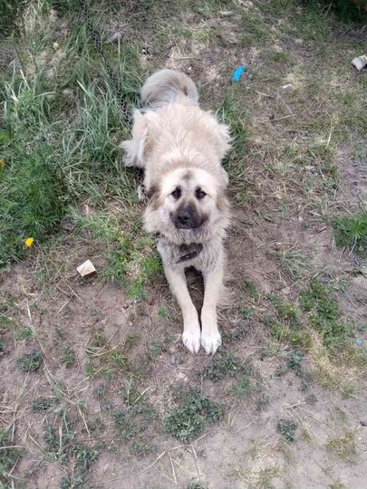 Участок 21 сот. (ИЖС)