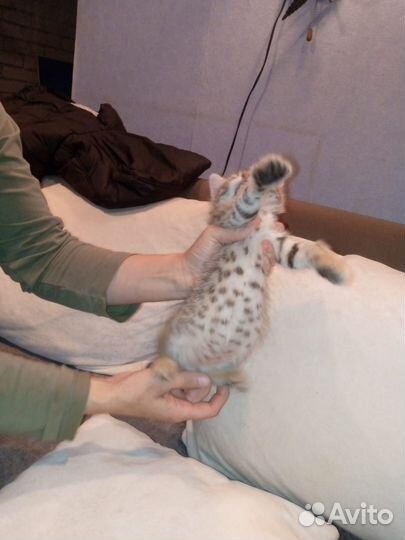 Бенгальский котик помесь