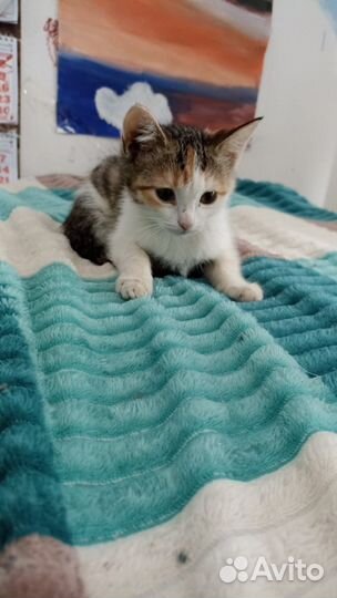 Лапуля -маленькая трёхцветная девочка в дар