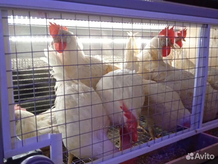 Петух Супер Ник