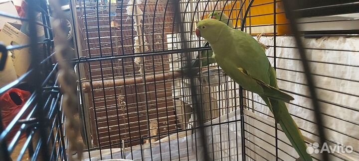 Ожереловые попугаи