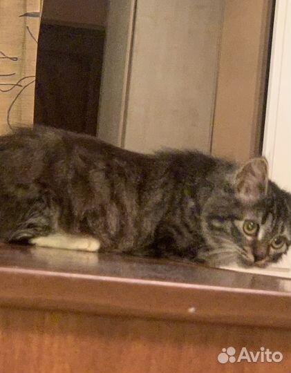 Котенок