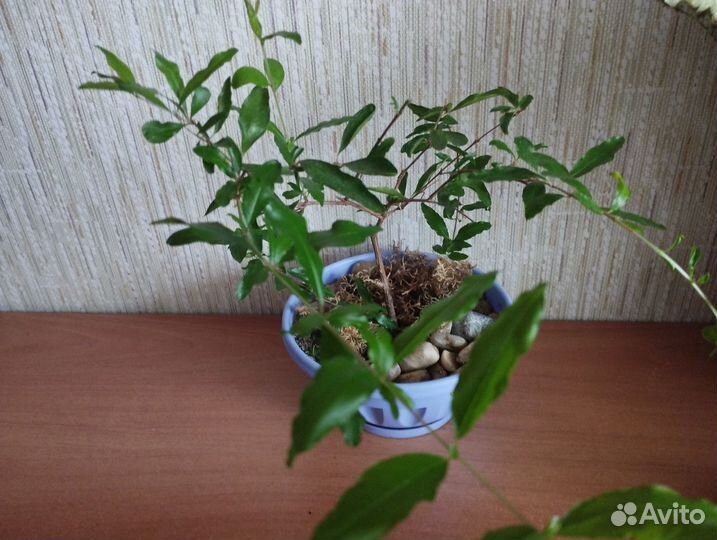 Комнатные цветы