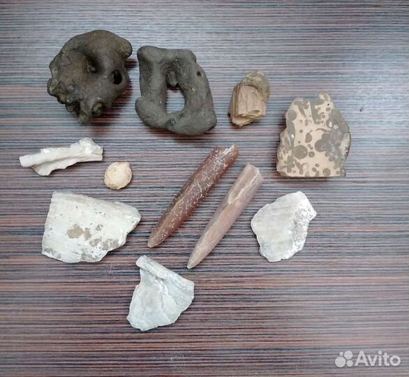 Коллекция окаменелостей