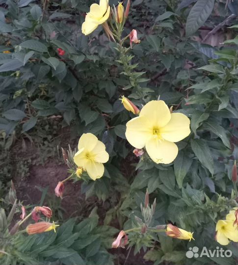 Энотера, лунник жёлтый, лунный цветок