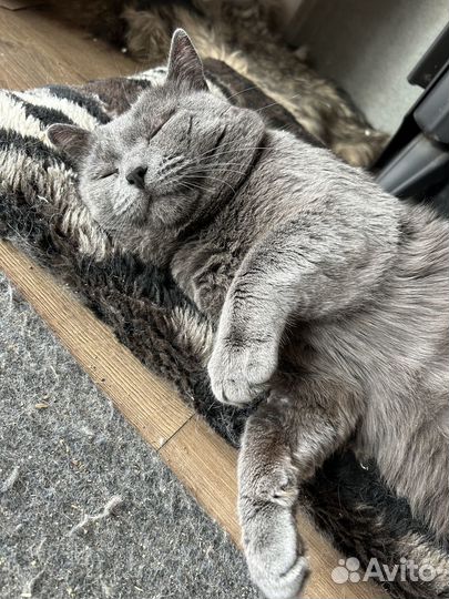 Кот британец ищет дом