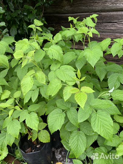 Саженцы малины Энросадира Корпико Мапема