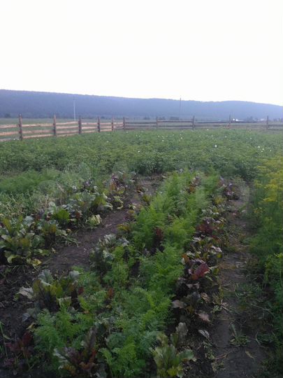 Участок 15 сот. (ИЖС)