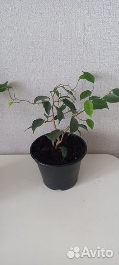 Фикус бенджамина