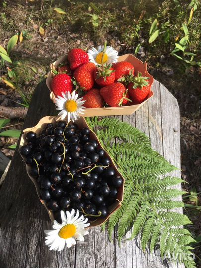 Ромашки цветы