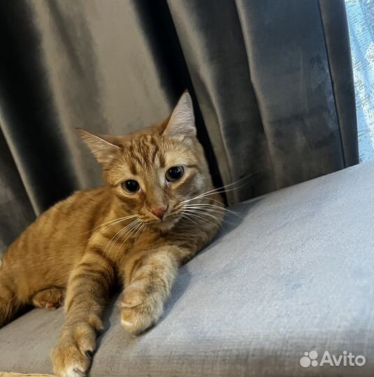 Отдам кота в добрые руки