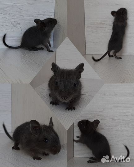 Цветные дегу, Питомник