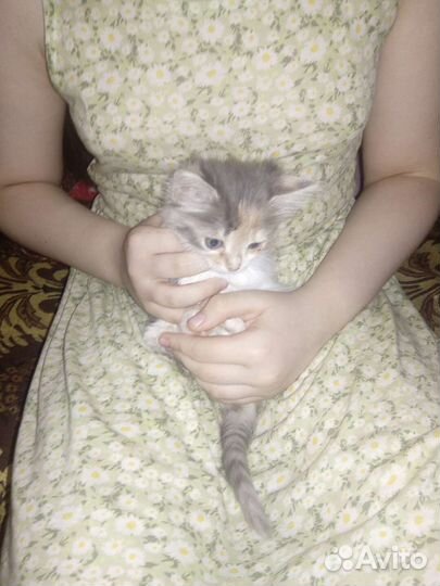 Кошка в дар бесплатно
