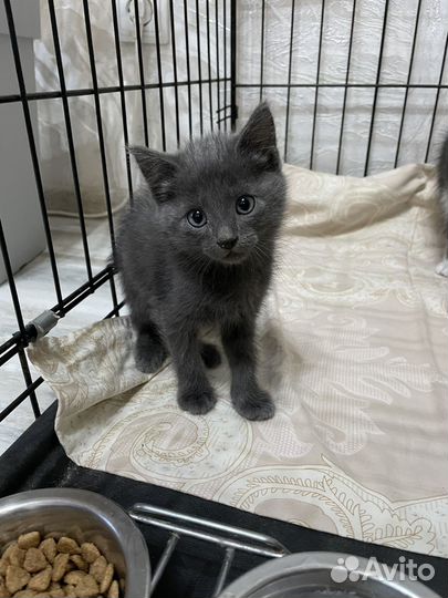 Котенок мальчик в добрые руки