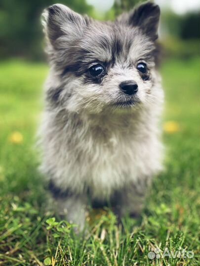 Продается щенок немецкого шпица