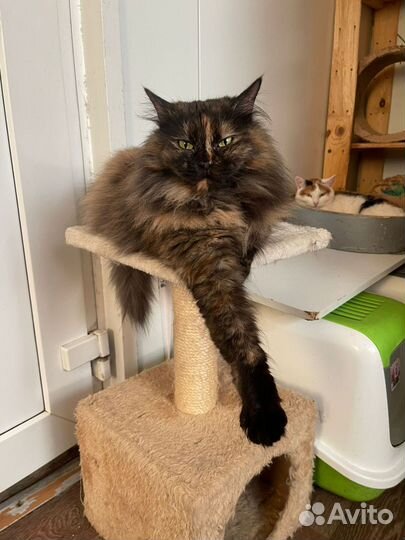 Ласковая кошка