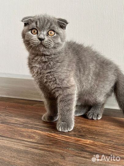 Британские котята с документами