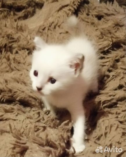Кошки в добрые руки