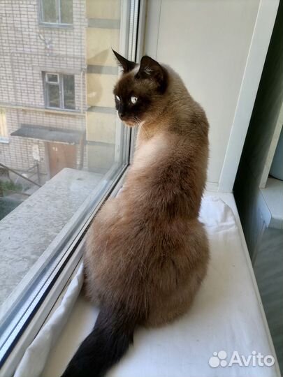 Сиамская кошка