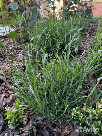 Лаванда узколистная зимостойкая