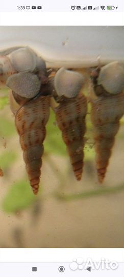 Аквариумные рыбки. Инфузория, нематоды- корм