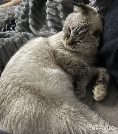 Британская вислоухая кошка