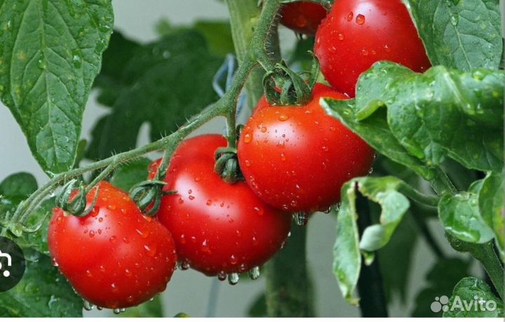 Продаётся рассада