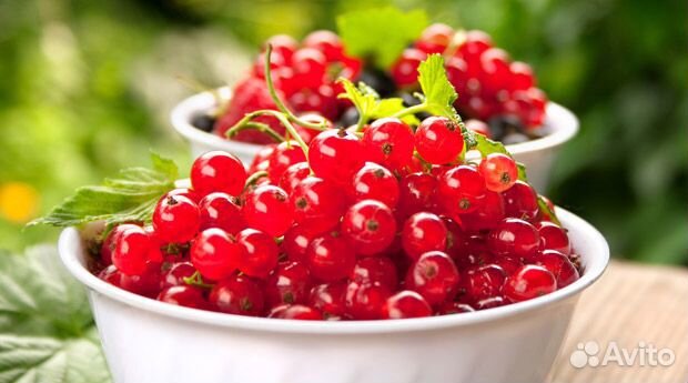 Жимолость, Смородина, Малина, Крыжовник и Варенье