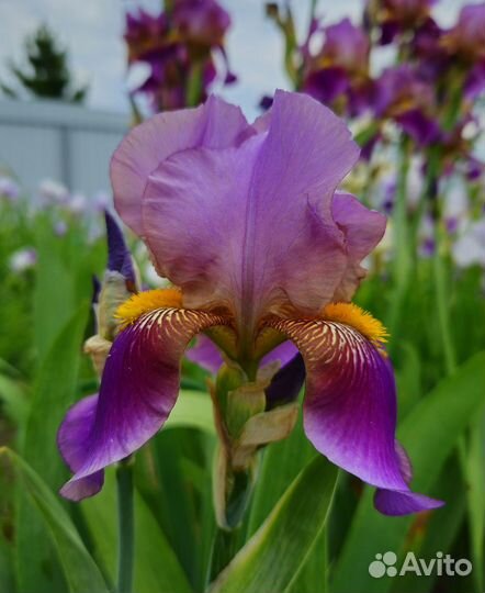 Ирис бородатый 