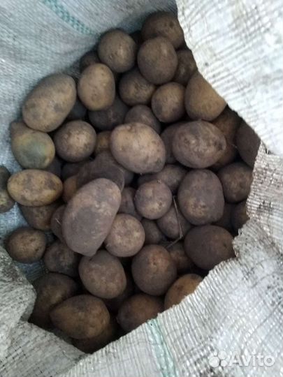 Продам картофель на корм скоту