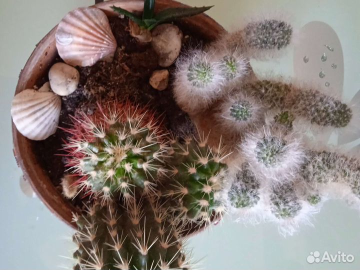 Кактусница